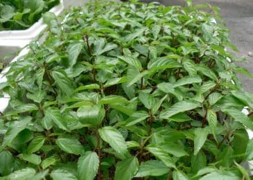 Kỹ thuật trồng cây rau đay trong vườn 5 rau đay trong thùng xốp