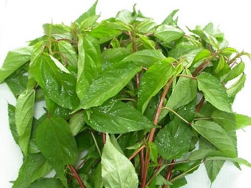 Kỹ thuật trồng cây rau đay trong vườn 2 cách trồng cây rau đay