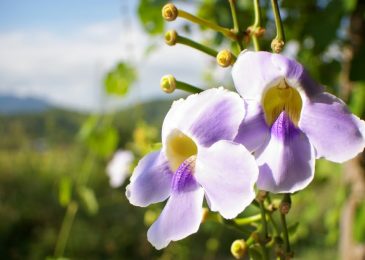 Chăm sóc hoa cát đằng và ý nghĩa hoa cát đằng 4 hoa cát đằng