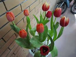 Cách trồng và chăm sóc hoa tulip đẹp 3 hoa tulip 1