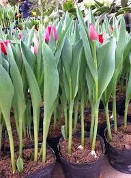 Cách trồng và chăm sóc hoa tulip đẹp 1 hoa tulip 2
