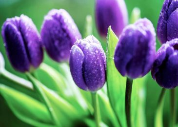 Cách trồng và chăm sóc hoa tulip đẹp 10 Cách trồng và chăm sóc hoa tulip đẹp
