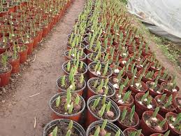 Cách trồng và chăm sóc hoa tulip đẹp 2 hoa tulip 5