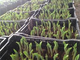 Cách trồng và chăm sóc hoa tulip đẹp 7 hoa tulip 6