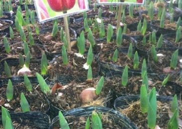 Cách trồng và chăm sóc hoa tulip đẹp 8 hoa tulip 7