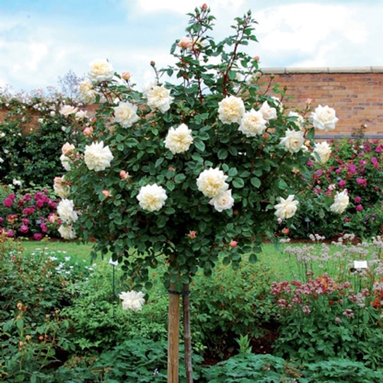 Chăm sóc Hoa hồng leo Crocus rose xinh đẹp 5 Hoa hồng leo Crocus rose