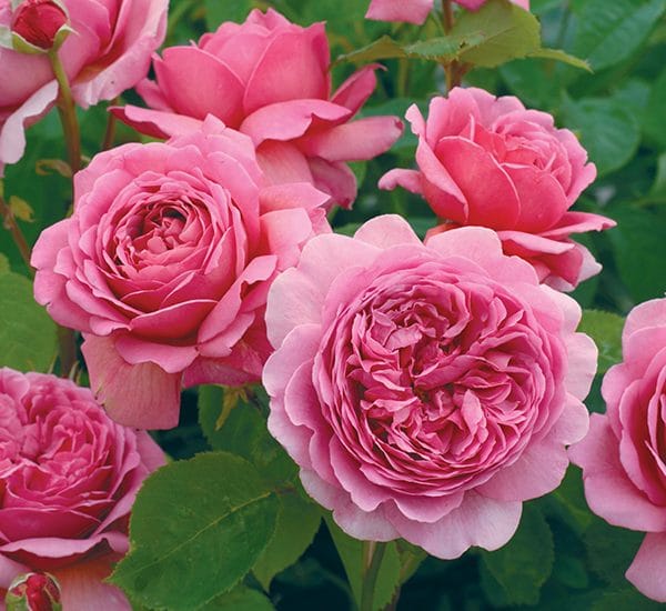 Chăm sóc Hoa hồng Alexandra of Kent Rose 1 Hoa hồng Alexandra of Kent Rose mang đến vẻ đẹp mới