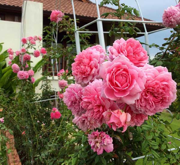 Chăm sóc Hoa hồng leo Huntington Rose 7 Hoa hồng leo Huntington Rose nở tưng chùm đẹp