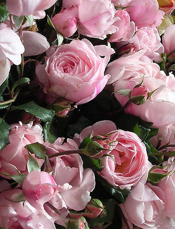 Chăm sóc Hoa hồng leo Nahema rose 2 Cách Chăm sóc Hoa hồng leo Nahema rose