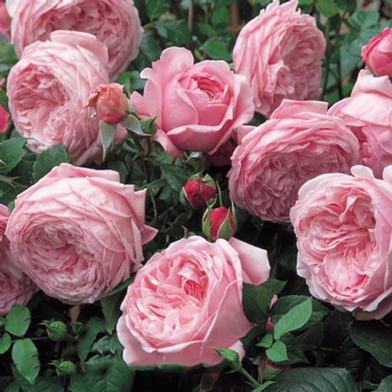 Chăm sóc cây Hoa hồng leo Spirit of freedom Rose 1 Hoa hồng leo Spirit of freedom Rose