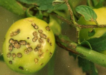 Bật mí cách trồng cây cà chua bi trong chậu 7 Triệu chứng bệnh thán thư trên cà chua.
