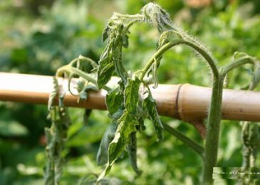 Bật mí cách trồng cây cà chua bi trong chậu 8 Triệu chứng héo xanh trên cà chua