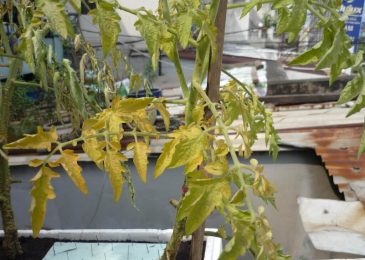Bật mí cách trồng cây cà chua bi trong chậu 9 Triệu chứng héo vàng trên cà chua
