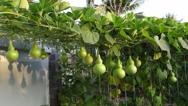 Hướng dẫn cách trồng bầu hồ lô siêu đơn giản 1 bau ho lo 6