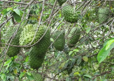 Hướng dẫn cách trồng mãng cầu xiêm tại nhà 8 Cách trồng mãng cầu xiêm tại nhà