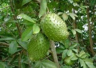 Hướng dẫn cách trồng mãng cầu xiêm tại nhà 1 Hướng dẫn cách trồng mãng cầu xiêm tại nhà