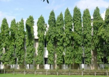 Chăm sóc Cây hoàng nam trong vườn 4 Chăm sóc Cây hoàng nam trong vườn