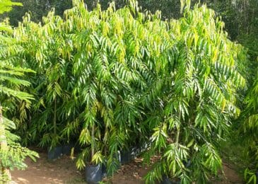 Chăm sóc Cây hoàng nam trong vườn 3 Chăm sóc Cây hoàng nam trong vườn