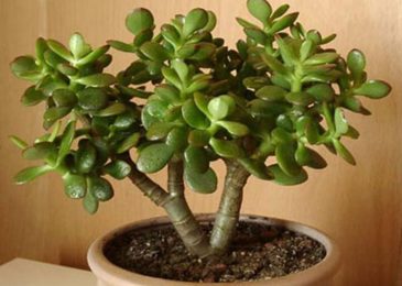 Chăm sóc cây Ngọc Bích mang tiền tài, may mắn cho gia chủ 1 Kỹ thuật trồng cây Ngọc Bích mang tiền tài, may mắn