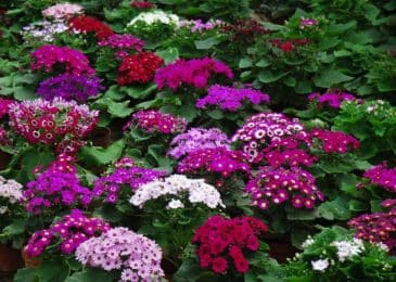 Kỹ thuật trồng cây hoa Cúc lá nho trong chậu đẹp mê mẩn 5 Kỹ thuật trồng cây hoa Cúc lá nho trong chậu đẹp mê mẩn