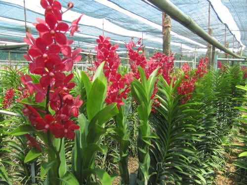 Kỹ thuật trồng lan cắt cành bằng cách chiết, giâm, ghép trên thân cây hiệu quả 4 quy trình trồng lan cắt cành