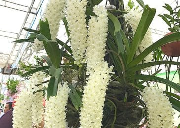Kỹ thuật trồng và chăm sóc hoa lan đuôi chồn ra đúng dịp tết 12 mùa ra hoa của lan đuôi chồn