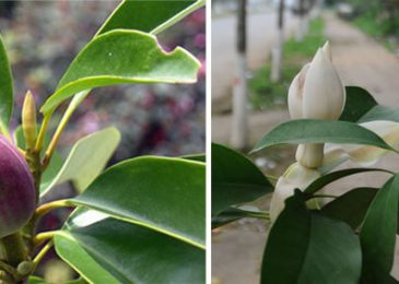 Cây vàng tâm- gỗ tâm linh quý hiếm 3 Cây vàng tâm- gỗ tâm linh quý hiếm