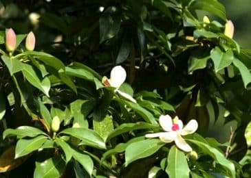 Cây vàng tâm- gỗ tâm linh quý hiếm 7 cay vang tam 3