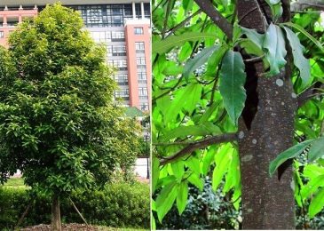 Cây vàng tâm- gỗ tâm linh quý hiếm 1 cay vang tam 6