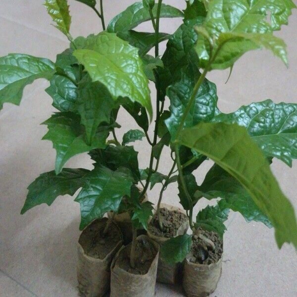 Những tác dụng đặc biệt của cây xạ đen giúp chữa và phòng ung thư 2 cây xạ đen bé phát triển nhanh
