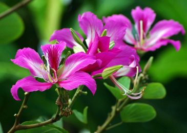 Cây móng bò- cây cảnh chuyên công trình 3 những cánh hoa của móng bò
