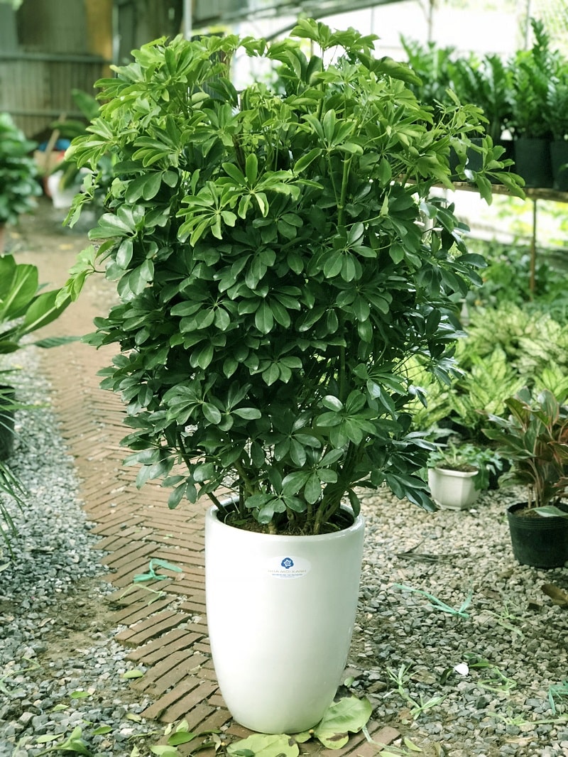 Cây ngũ gia bì- cây cảnh phong thủy hợp mệnh nào? ý nghĩa 6 cay ngu gia bi 6 min