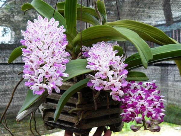 Đai trâu vào gỗ– Hướng Dẫn Trồng – Chăm Sóc – Bón Phân 16 hoa phong lan đai châu rừng