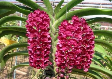 Đai trâu vào gỗ– Hướng Dẫn Trồng – Chăm Sóc – Bón Phân 1 cách chăm lan đai châu ra hoa
