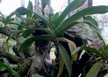 Đai trâu vào gỗ– Hướng Dẫn Trồng – Chăm Sóc – Bón Phân 8 cách chăm sóc lan đai châu khi ra hoa