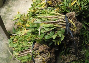 Cách chăm sóc hoa lan Báo Hỷ đẹp lung linh 7 nhân giống lan báo hỷ