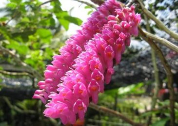 Cách chăm sóc hoa lan Báo Hỷ đẹp lung linh 4 lan báo hỷ ra hoa mùa nào