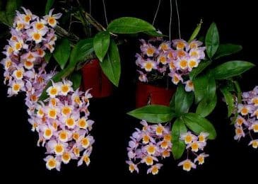 Cách chăm sóc hoa lan thủy tiên đẹp 3 hoa phong lan hoàng thảo thủy tiên