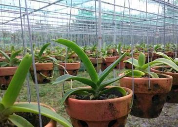 Cách chăm sóc cây lan ngọc điểm rừng - Ra nhiều hoa 5 quy trình trồng lan ngọc điểm rừng