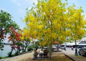 Cách trồng và chăm sóc cây chuông vàng 7 cay chuong vang 1