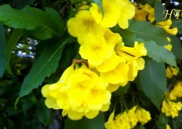 Cách trồng và chăm sóc cây chuông vàng 8 cay chuong vang 6