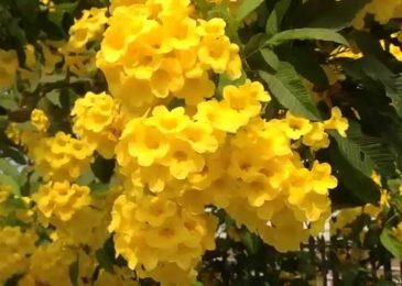 Cách trồng và chăm sóc cây chuông vàng 9 cay chuong vang 7