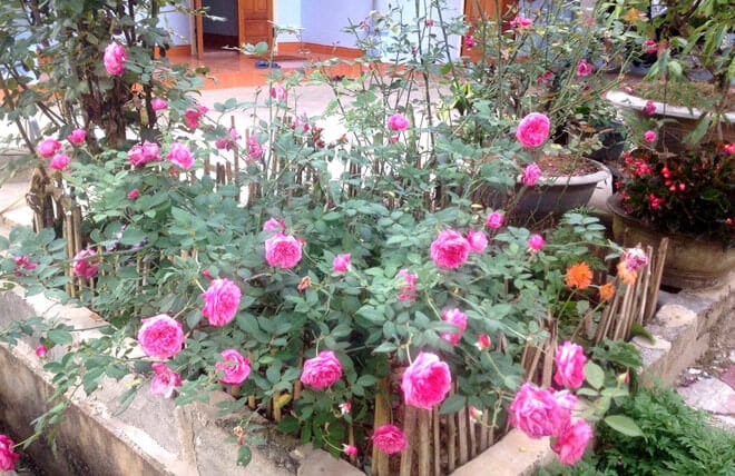 Hoa Hồng Cổ Sapa Hồng Cổ Quý Việt Nam 7 cách cắt tỉa hoa hồng cổ sapa