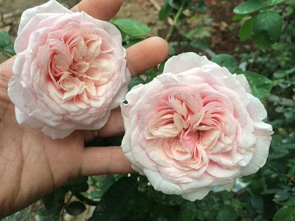 Hoa hồng cổ bạch vân khôi quý hiếm 1 Hoa hồng cổ vân khôi