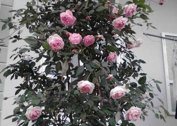 kỹ thuật trồng và chăm sóc hoa hồng đào cổ 2 CHĂM SÓC HOA HỒNG ĐÀO CỔ