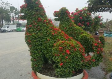 Cách chăm sóc cây hoa mẫu đơn 7 Cách chăm sóc cây hoa mẫu đơn- Tâm linh