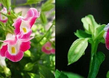 Chăm sóc Hoa Mõm Chó với vẻ đẹp ngỡ ngàng 3 hoa mỗm chó đẹp ấn tượng