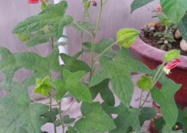 Cây sâm bồ chính và công dụng chính của Sâm Bồ Chính 4 Cây sâm bồ chính và công dụng chính của Sâm Bồ Chính