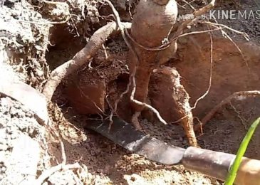 Cây sâm bồ chính và công dụng chính của Sâm Bồ Chính 2 củ sâm bồ chính ngoài tự nhiên