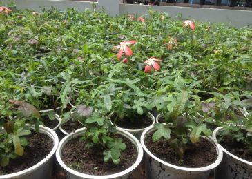 Cây sâm bồ chính và công dụng chính của Sâm Bồ Chính 1 những cây sâm bồ chính tươi tốt